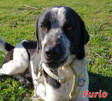FURIO, Hund, Mischlingshund in Italien - Bild 1