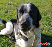 FURIO, Hund, Mischlingshund in Italien - Bild 5