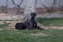 Tierheim Hunde Suchen Und Finden