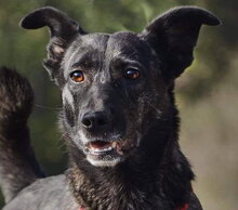 TERESA, Hund, Mischlingshund in Slowakische Republik - Bild 1
