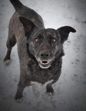 TERESA, Hund, Mischlingshund in Slowakische Republik - Bild 10