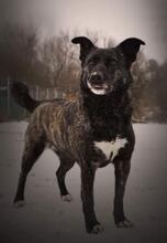 TERESA, Hund, Mischlingshund in Slowakische Republik - Bild 7