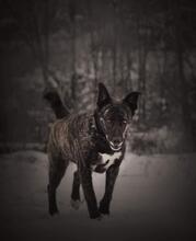 TERESA, Hund, Mischlingshund in Slowakische Republik - Bild 8