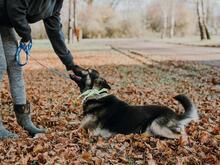 NORD, Hund, Mischlingshund in Slowakische Republik - Bild 3