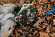 NORD, Hund, Mischlingshund in Slowakische Republik - Bild 4