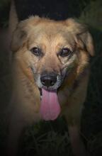 FIFO, Hund, Mischlingshund in Slowakische Republik - Bild 2