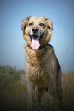 FIFO, Hund, Mischlingshund in Slowakische Republik - Bild 3