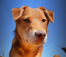ALAN, Hund, Mischlingshund in Slowakische Republik - Bild 1