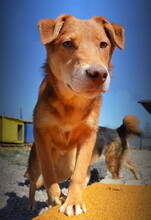 ALAN, Hund, Mischlingshund in Slowakische Republik - Bild 2