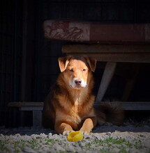 ALAN, Hund, Mischlingshund in Slowakische Republik - Bild 3