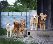 ALAN, Hund, Mischlingshund in Slowakische Republik - Bild 4