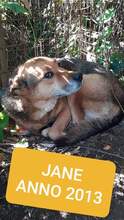 JANE, Hund, Mischlingshund in Italien - Bild 1