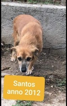 SANTOS, Hund, Mischlingshund in Italien - Bild 1