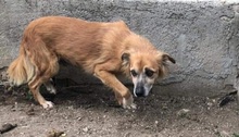SANTOS, Hund, Mischlingshund in Italien - Bild 2