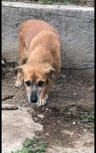 SANTOS, Hund, Mischlingshund in Italien - Bild 3
