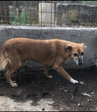 SANTOS, Hund, Mischlingshund in Italien - Bild 4