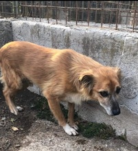 SANTOS, Hund, Mischlingshund in Italien - Bild 5