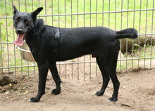 JERRY, Hund, Mischlingshund in Schwarmstedt - Bild 1
