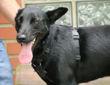 JERRY, Hund, Mischlingshund in Schwarmstedt - Bild 6