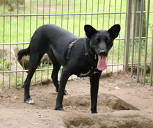 JERRY, Hund, Mischlingshund in Schwarmstedt - Bild 8