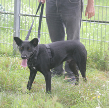 JERRY, Hund, Mischlingshund in Schwarmstedt - Bild 9