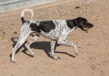 CARLOS, Hund, Jagdhund-Mix in Spanien - Bild 10