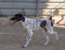 CARLOS, Hund, Jagdhund-Mix in Spanien - Bild 11