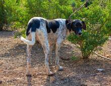 CARLOS, Hund, Jagdhund-Mix in Spanien - Bild 13