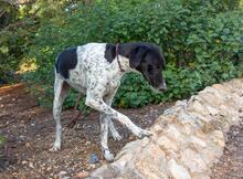 CARLOS, Hund, Jagdhund-Mix in Spanien - Bild 16