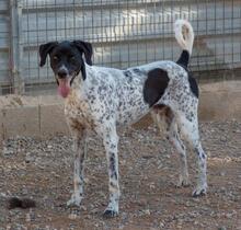 CARLOS, Hund, Jagdhund-Mix in Spanien - Bild 6