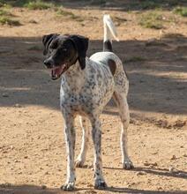 CARLOS, Hund, Jagdhund-Mix in Spanien - Bild 7