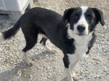 CALLUNA, Hund, Mischlingshund in Griechenland - Bild 2