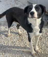 CALLUNA, Hund, Mischlingshund in Griechenland - Bild 3