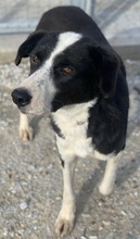 CALLUNA, Hund, Mischlingshund in Griechenland - Bild 4