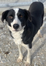 CALLUNA, Hund, Mischlingshund in Griechenland - Bild 5