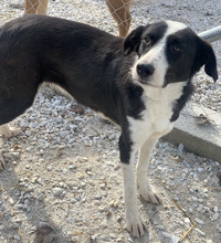 CALLUNA, Hund, Mischlingshund in Griechenland - Bild 6