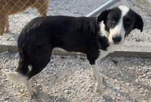 CALLUNA, Hund, Mischlingshund in Griechenland - Bild 7