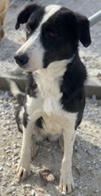 CALLUNA, Hund, Mischlingshund in Griechenland - Bild 9