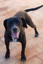 GRUNON, Hund, Labrador-Mix in Spanien - Bild 1
