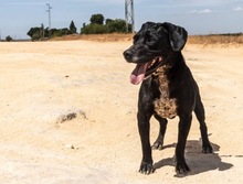 GRUNON, Hund, Labrador-Mix in Spanien - Bild 11
