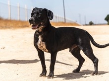 GRUNON, Hund, Labrador-Mix in Spanien - Bild 12