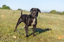 GRUNON, Hund, Labrador-Mix in Spanien - Bild 13