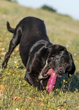 GRUNON, Hund, Labrador-Mix in Spanien - Bild 15