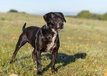 GRUNON, Hund, Labrador-Mix in Spanien - Bild 16