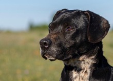 GRUNON, Hund, Labrador-Mix in Spanien - Bild 17