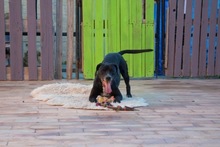GRUNON, Hund, Labrador-Mix in Spanien - Bild 3