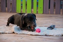 GRUNON, Hund, Labrador-Mix in Spanien - Bild 4