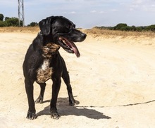 GRUNON, Hund, Labrador-Mix in Spanien - Bild 8