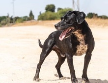 GRUNON, Hund, Labrador-Mix in Spanien - Bild 9