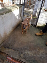SATURNINO, Hund, Mischlingshund in Italien - Bild 5
